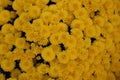 Yellow Chrysanthemum Ãâ grandiflorum Plant Hybrid Royalty Free Stock Photo